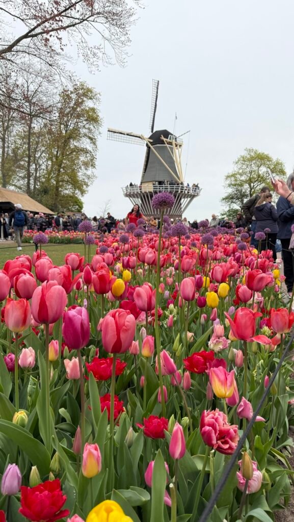Primavera na Europa: quando tulipas, cidades vibrantes e muita cultura se encontram