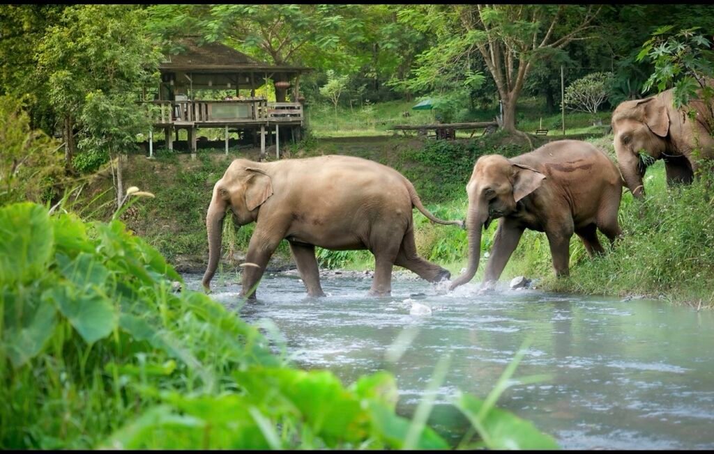Santuário dos Elefantes em Chiang Mai: uma experiência de respeito na Tailândia